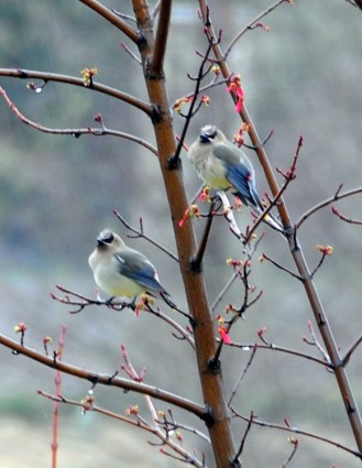 CedarWaxwings Pair March2012